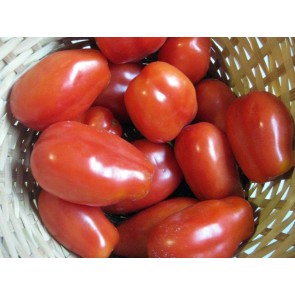 Tomato 'San Marzano' Plant (4" Pot, single)