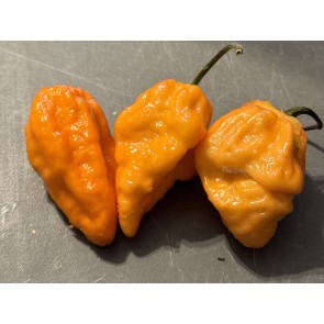 Hot Pepper 'Bih Jolokia x Sugar Rush Peach' Seeds (Certified Organic)