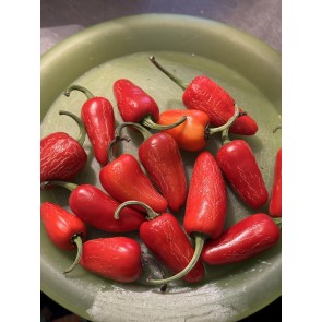 Hot Pepper 'Mattapeno' Seeds (Certified Organic)