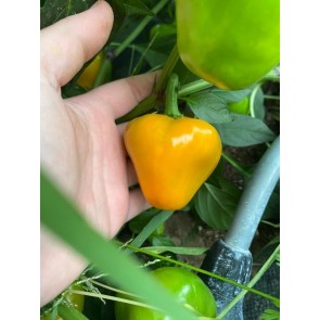 Hot Pepper 'Hinkelhatz Chicken Heart Yellow' Seeds (Certified Organic)