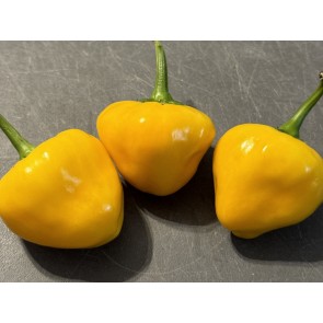 Hot Pepper 'Hinkelhatz Chicken Heart Yellow' Seeds (Certified Organic)