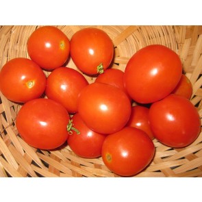 Tomato 'Apollo' Seeds (Certified Organic)