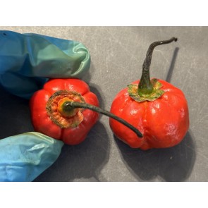 Hot Pepper 'Bubblegum Scorpion' Seeds (Certified Organic)