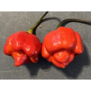 Hot Pepper 'Bubblegum Scorpion' Seeds (Certified Organic)