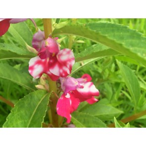 Balsam Impatiens Mix Seeds (Certified Organic)