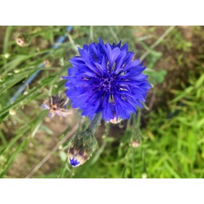 Bachelor's Button 'Blue Boy' Seeds (Certified Organic)