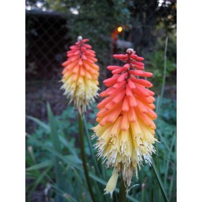 Red Hot Poker 'Flamenco' 