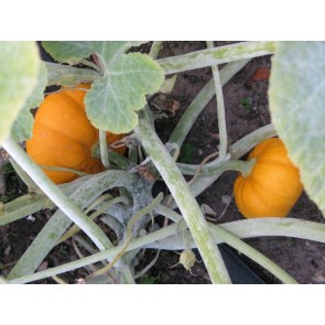 Pumpkin 'Jack Be Little' Seeds (Certified Organic)