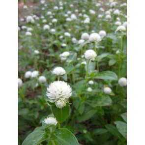 Globe Amaranth 'Las Vegas White' Seeds (Certified Organic)