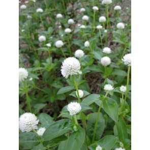 Globe Amaranth 'Las Vegas White'