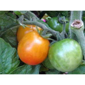 Tomato 'Bicolor Cherry'