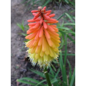 Red Hot Poker 'Flamenco' Seeds (Certified Organic)