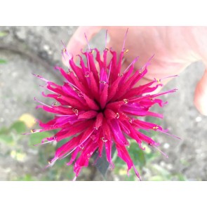 Bee Balm 'Raspberry Wine' Seeds (Certified Organic)