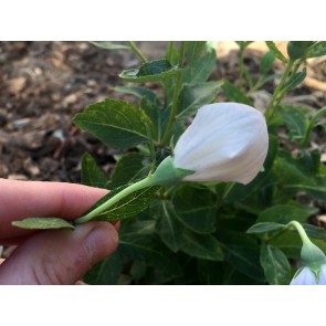 Balloon Flower 'Fairy Snow' Seeds (Certified Organic)