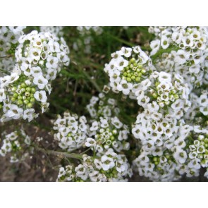 Alyssum 'Carpet of Snow'