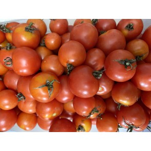 Tomato 'Red Cherry Heirloom' Seeds (Certified Organic)