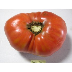Tomato 'Caspian Pink' Seeds (Certified Organic)