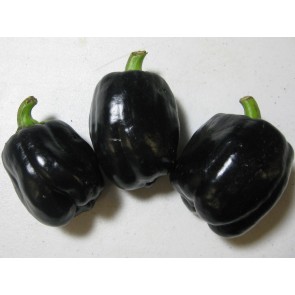 Bell Pepper 'Purple Beauty' Seeds (Certified Organic)