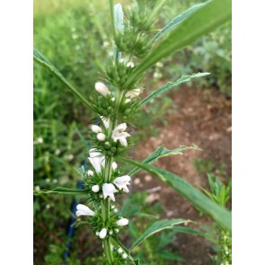 Chinese Motherwort ‘Alba’ 