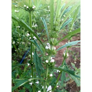 Chinese Motherwort ‘Alba’ Seeds (Certified Organic)