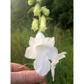 South African Foxglove ‘Alba’