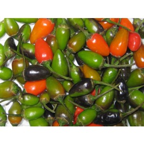 Hot Pepper ‘Tepin’ Seeds (Certified Organic)