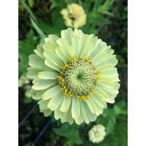 Zinnia 'Envy' 