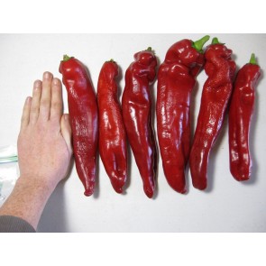 Pepper 'Ancient Sweets' 