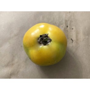Tomato 'Evan's Supersaver' Seeds (Certified Organic)