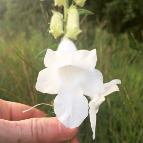 South African Foxglove ‘Alba’ Seeds (Certified Organic)