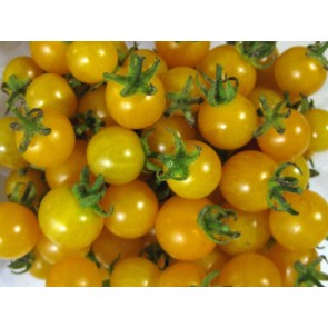Tomato 'Burgess Lemon' Seeds (Certified Organic)