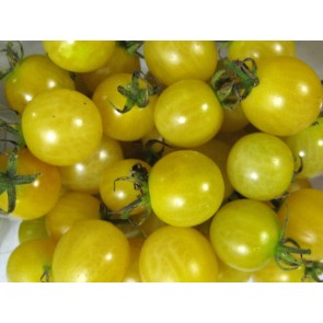 Tomato 'Lemon Drop' Seeds (Certified Organic)