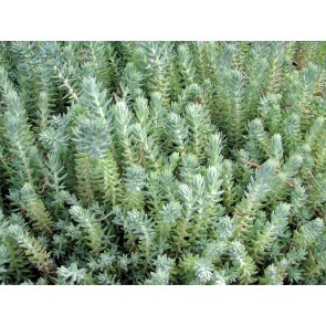 Sedum 'Blue Spruce' 