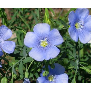 Blue Flax