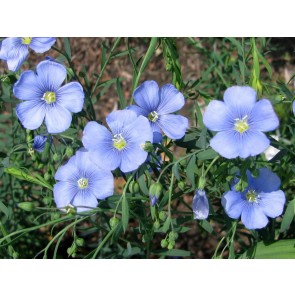Blue Flax Seeds (Certified Organic)