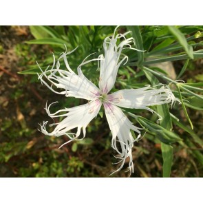 Sweet William 'Spooky Mixed' Seeds (Certified Organic)