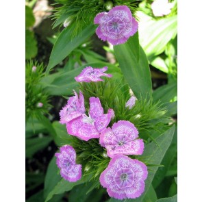 Sweet William 'Single Mixed' Seeds (Certified Organic)