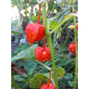 Red Chinese Lanterns