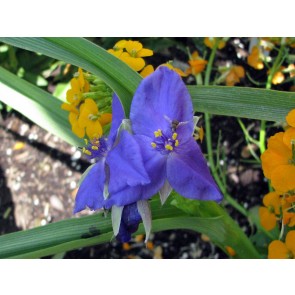 Spiderwort AKA Spider Lily, Purple