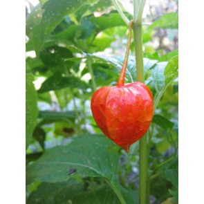 Red Chinese Lantern Seeds (Certified Organic)