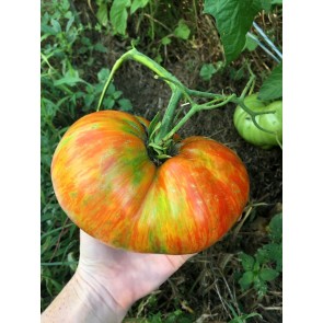 Tomato 'Legs Diamond' Seeds (Certified Organic)