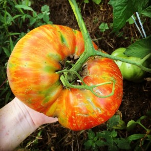 Tomato 'Legs Diamond' 