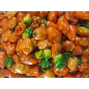 Hot Pepper 'Orange Habanero' Seeds (Certified Organic)