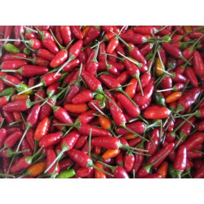 Hot Pepper ‘Christmas' 