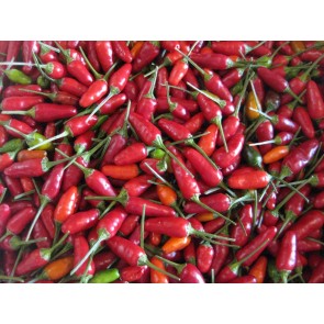 Hot Pepper ‘Christmas' 