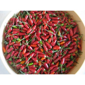 Hot Ornamental Pepper ‘Christmas' Seeds (Certified Organic)