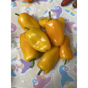 Sweet Pepper 'Lunch Box Yellow' Seeds (Certified Organic)