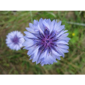 Bachelor's Button 'Classic Fantastic' Seeds (Certified Organic)