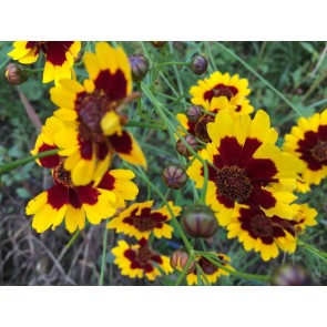 Plains Coreopsis Seeds (Certified Organic)