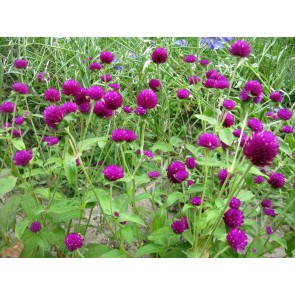 Globe Amaranth 'Gnome Purple' Seeds (Certified Organic)